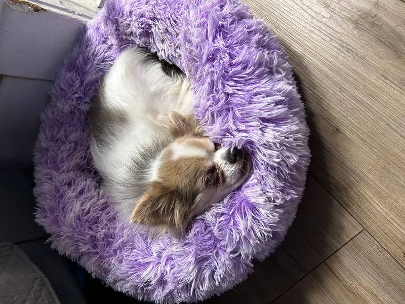A senior small-sized male Chihuahua dog named Little Bit for adoption in Chickasha, OK