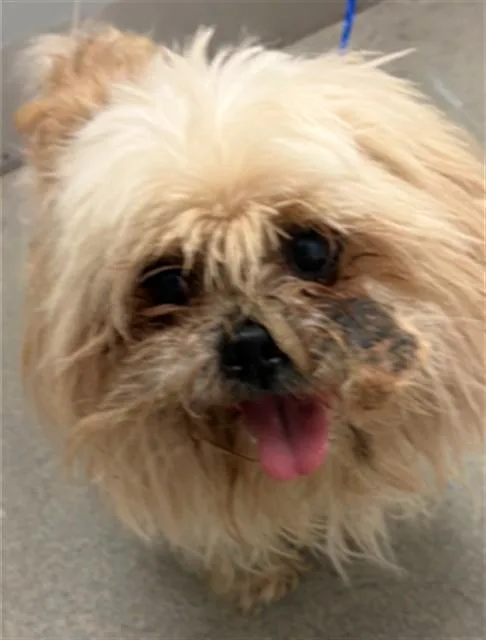 An adult small-sized male Shih Tzu dog named Liciano for adoption in Miami, FL