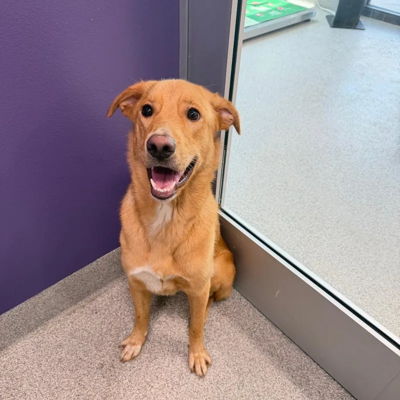 An adult medium-sized female Yellow / Tan / Blond / Fawn Mixed Breed dog named Mindy for adoption in Englewood, FL