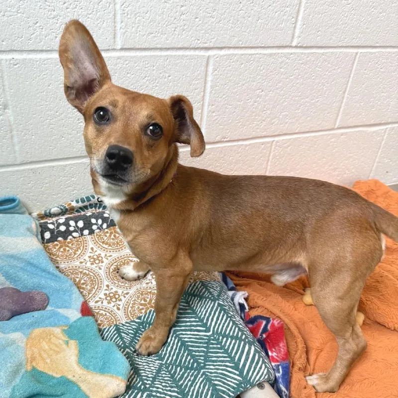 An adult small-sized male Yellow / Tan / Blond / Fawn Mixed Breed dog named Bean for adoption in Pittsburgh, PA