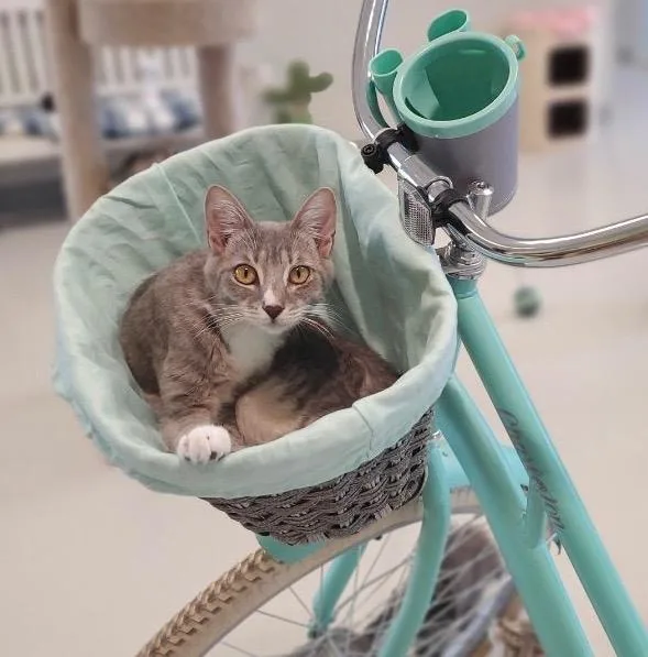 An adult small-sized female Domestic Short Hair cat named Abney for adoption in Dalton, GA