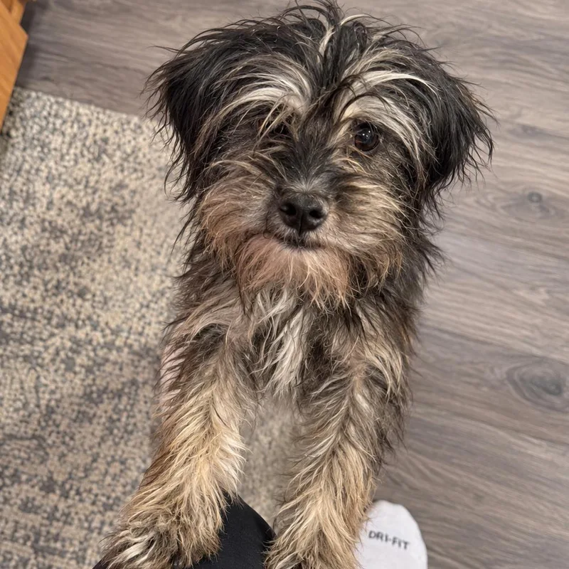A young medium-sized male Schnauzer dog named Nori for adoption in New Orleans, LA