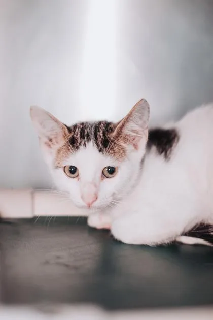 An adult small-sized male Domestic Short Hair cat named a Cheese & BeansPetSmart for adoption in North Charleston, SC