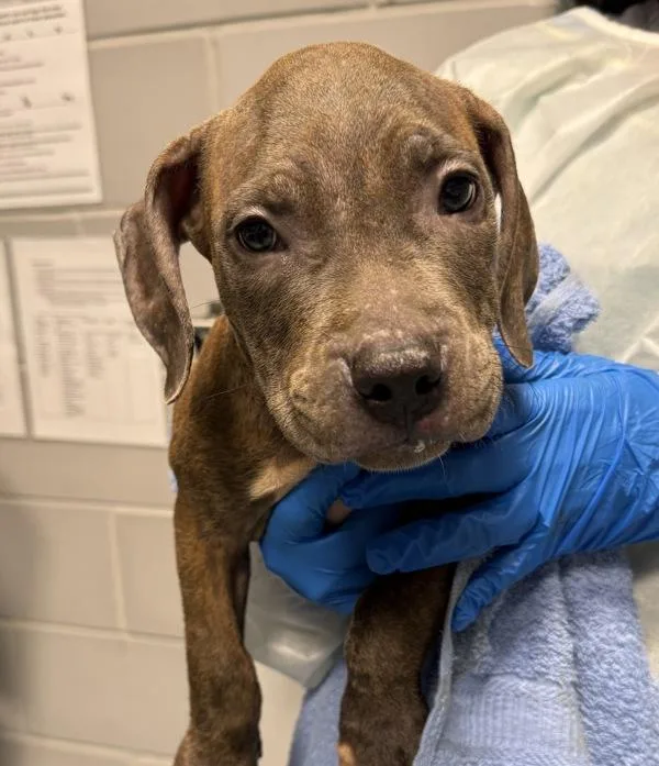 A baby small-sized male Mixed Breed dog named Harbor for adoption in Ridgewood, NY