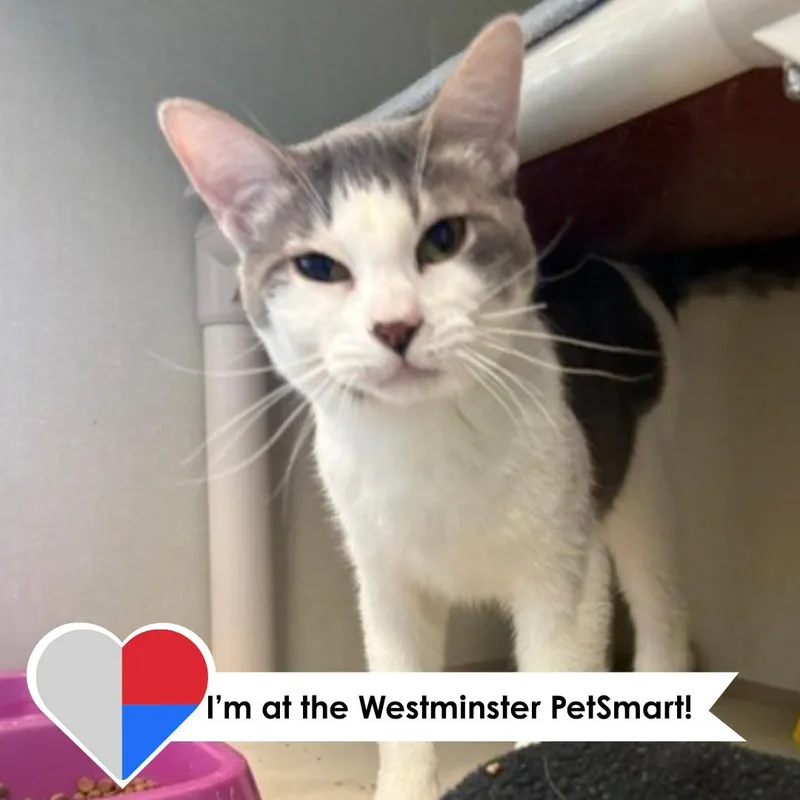 A young medium-sized male White Domestic Short Hair cat named Paul Mitchell for adoption in Fort Collins, CO