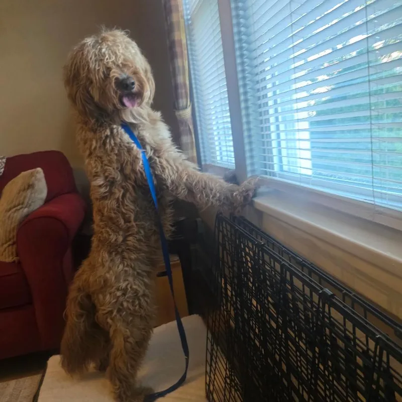 An adult small-sized male Yellow / Tan / Blond / Fawn Golden Retriever dog named Biscuit for adoption in Oceanside, NY