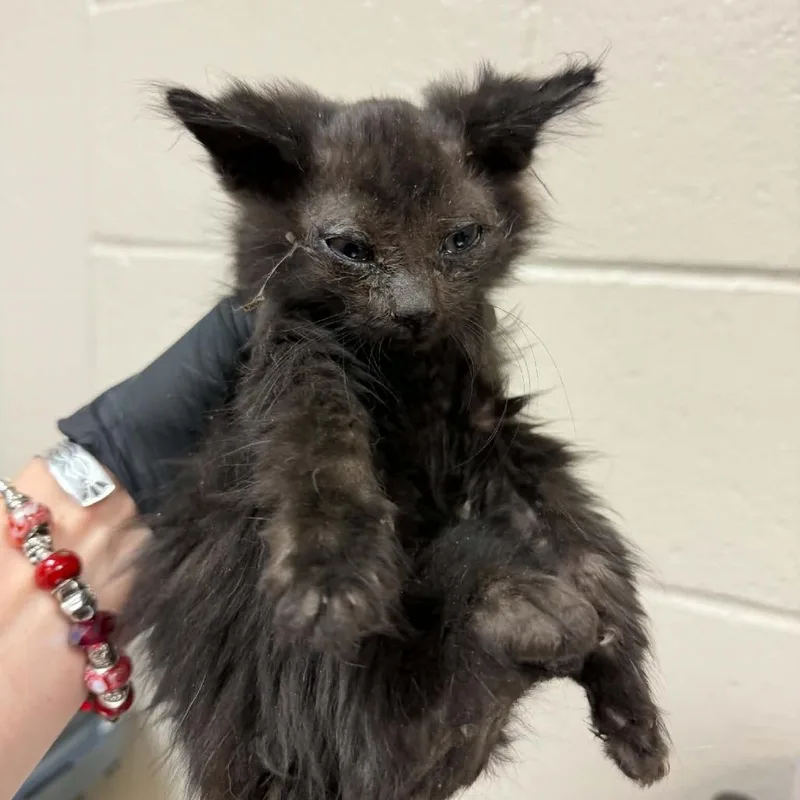 A baby small-sized male Black Domestic Medium Hair cat named Otter for adoption in Reno, NV