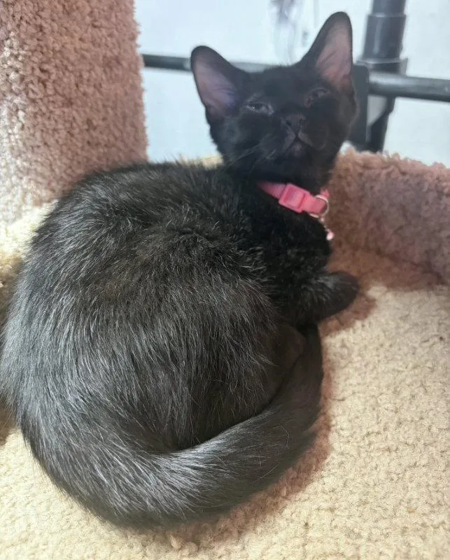 A baby medium-sized male Black Domestic Short Hair cat named Challah for adoption in House Springs, MO