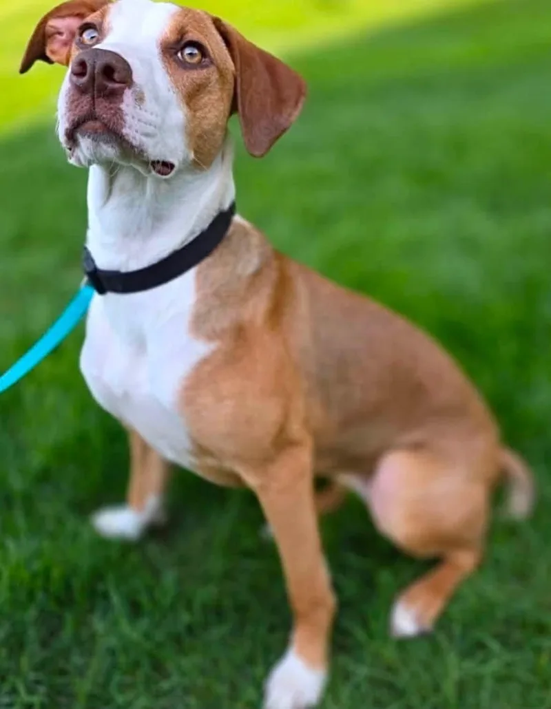 A baby medium-sized female White / Cream Catahoula Leopard Dog dog named Jemma for adoption in Orland Park, IL