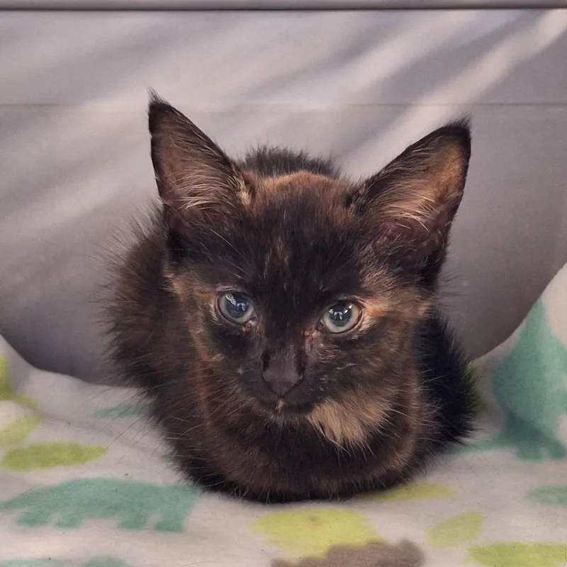 A baby small-sized female Tortoiseshell Domestic Short Hair cat named Sheba for adoption in Montgomery, AL