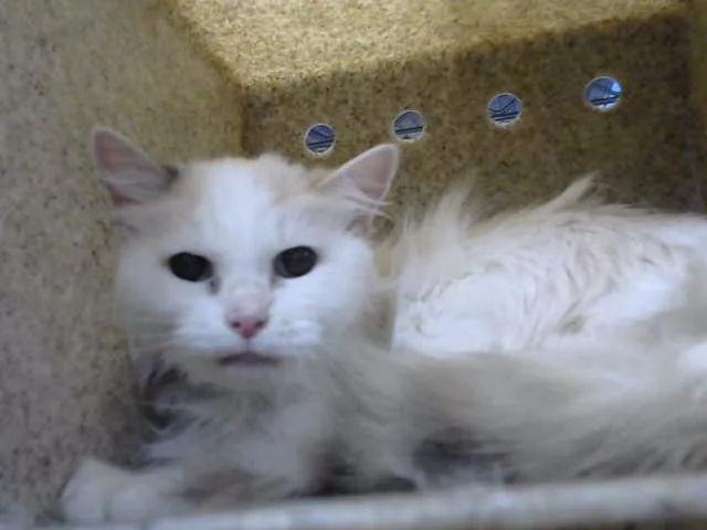 Blanca