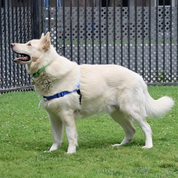An adult extra large-sized male German Shepherd Dog dog named Aslan for adoption in Oakland, CA