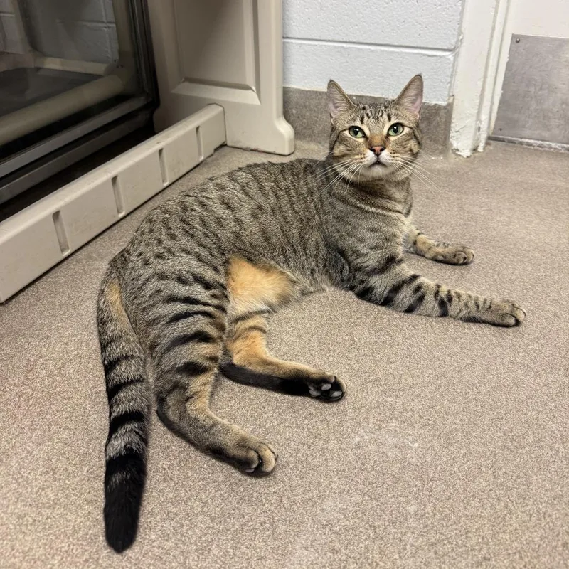 Mr. Grey thumbnail 2