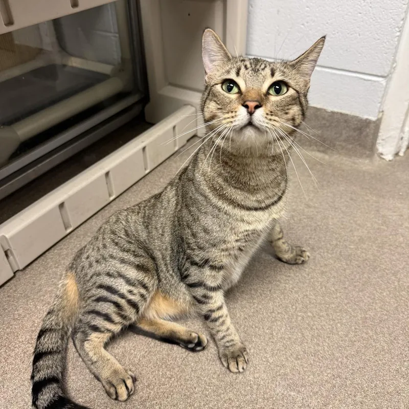 Mr. Grey thumbnail 3