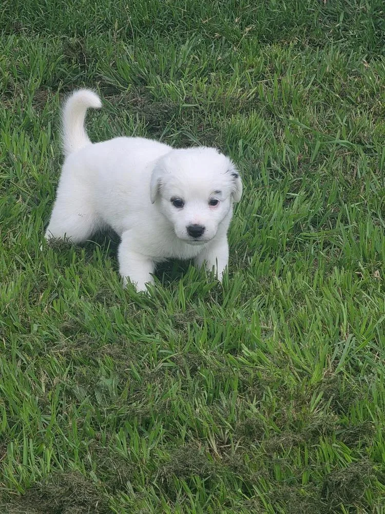 A baby large-sized male Tricolor (Brown, Black, & White) Australian Shepherd dog named Dawson for adoption in Brewster , NY
