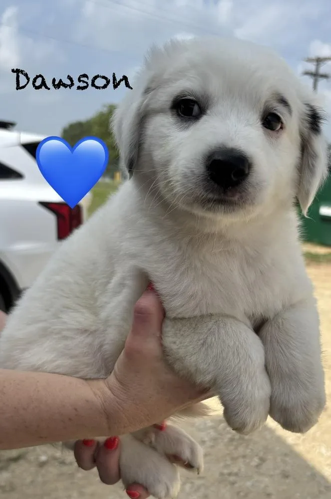 Dawson thumbnail 2