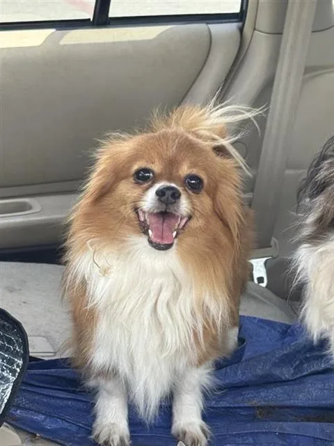 An adult small-sized male Chihuahua dog named Bear for adoption in San Antonio, TX