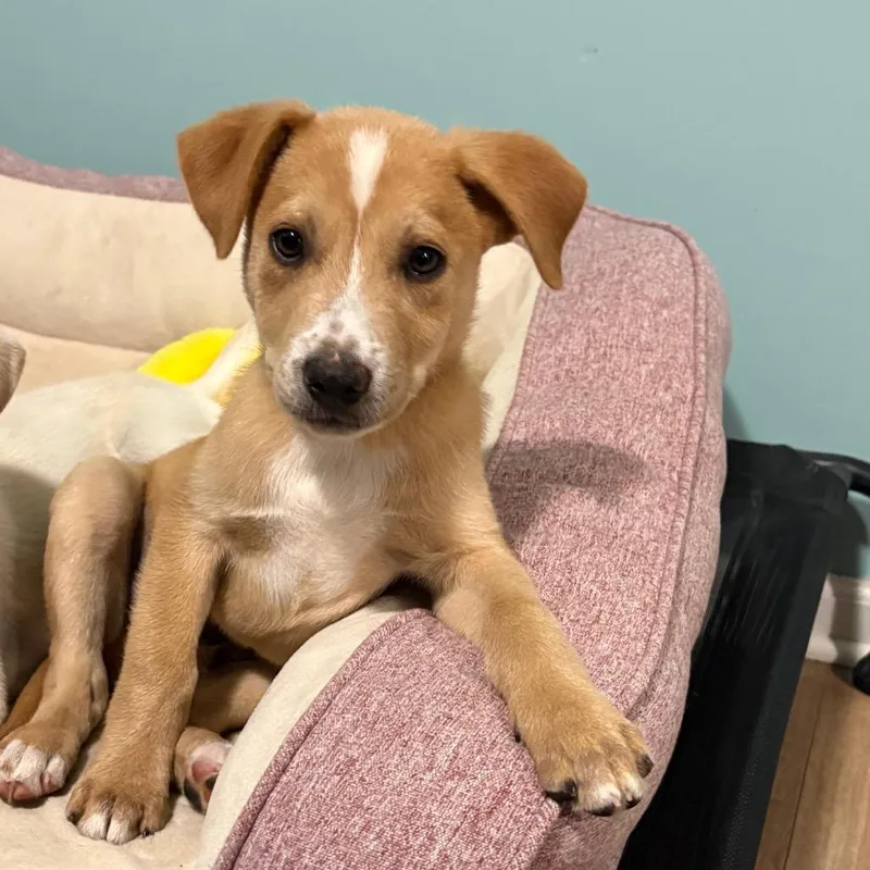 A baby small-sized male Yellow / Tan / Blond / Fawn Labrador Retriever dog named Pita for adoption in Ferndale, MI