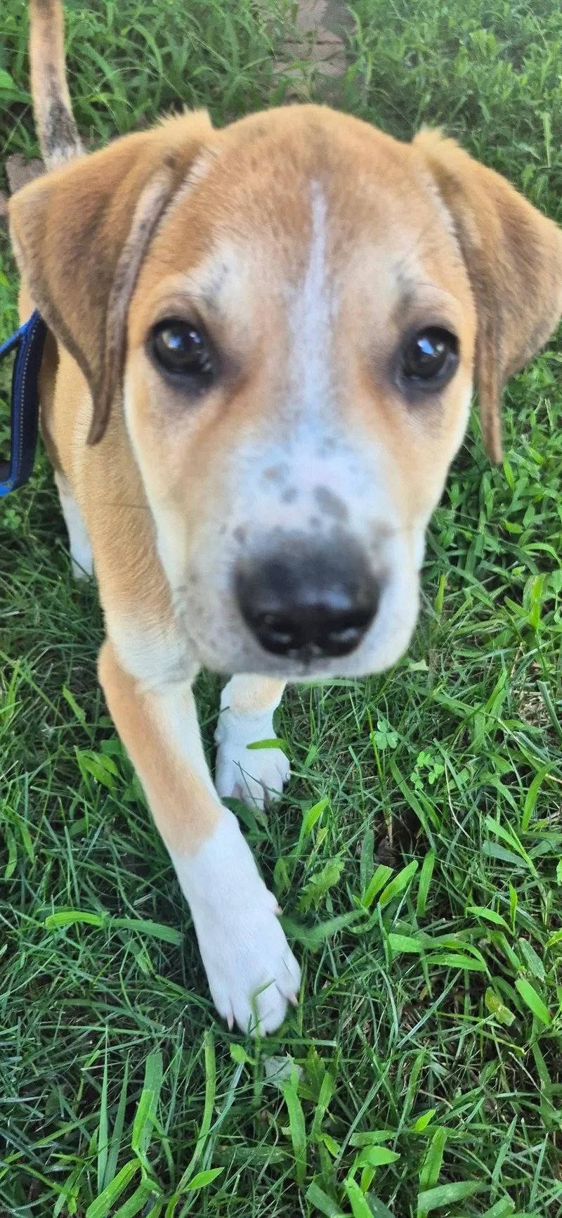 A baby large-sized male Yellow / Tan / Blond / Fawn Mixed Breed dog named Sergi for adoption in Kansas City, MO