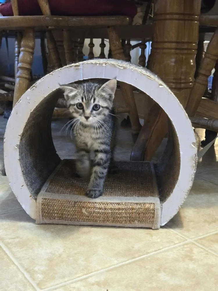 A baby small-sized male Gray / Blue / Silver Tabby cat named Milos for adoption in Plymouth, MN