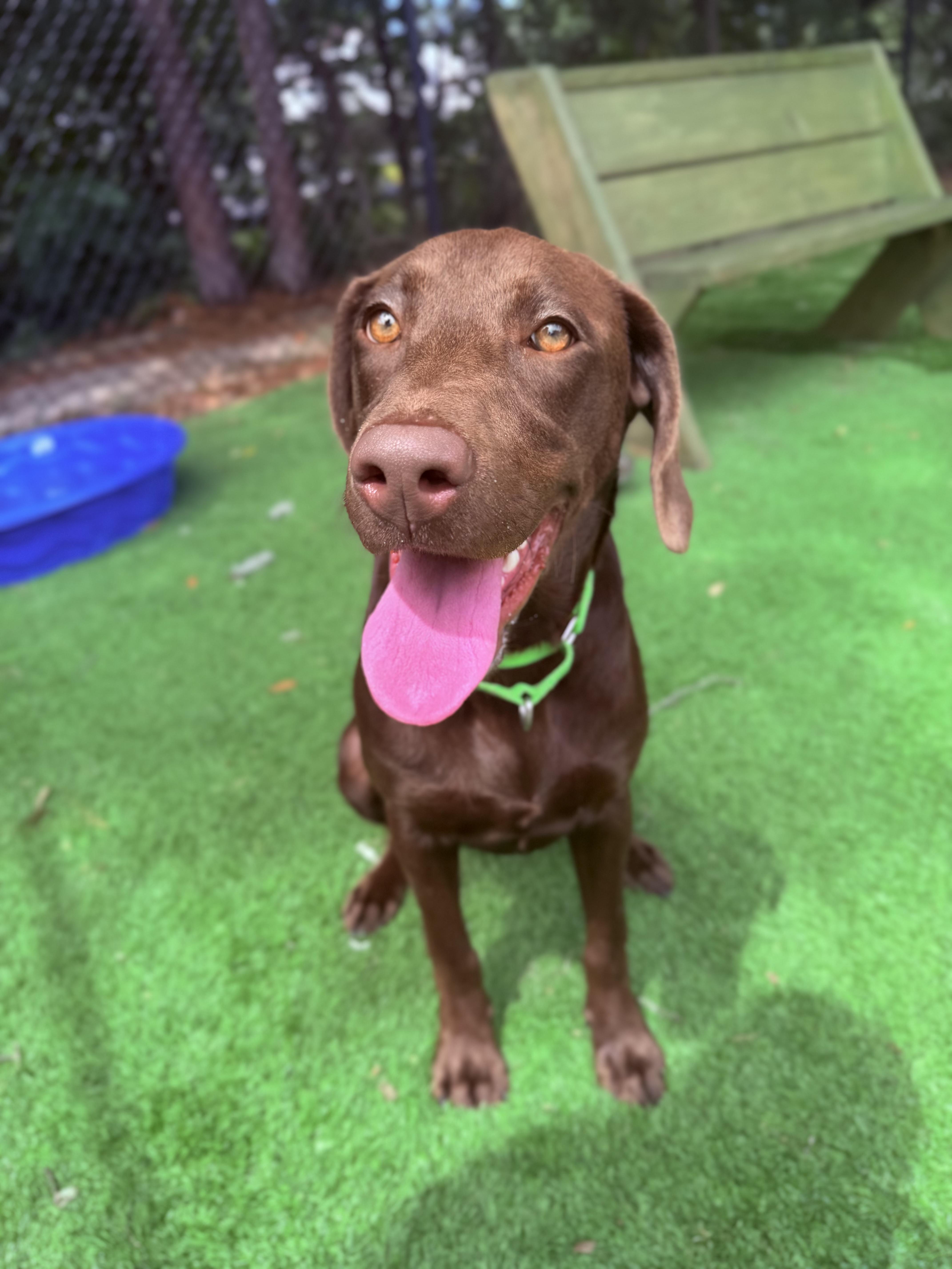 A young medium-sized female Brown / Chocolate Chocolate Labrador Retriever dog named Oakley for adoption in Pawleys Island, SC