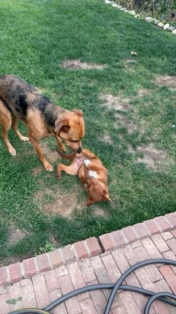 A baby medium-sized female Red / Chestnut / Orange Cattle Dog dog named Sienna for adoption in Fort Collins, CO