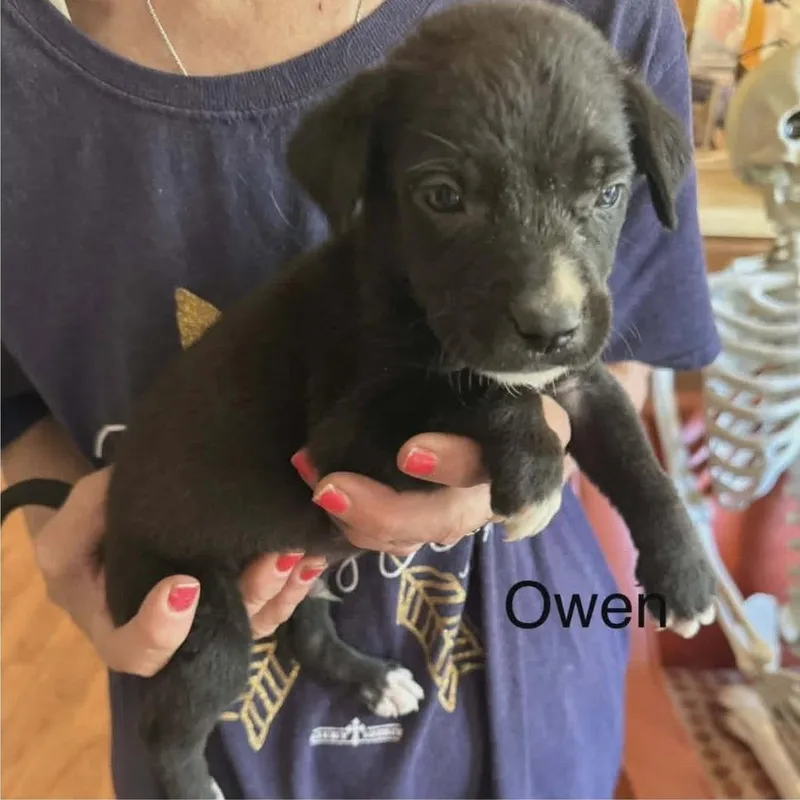 A baby large-sized male Black Labrador Retriever dog named Owen for adoption in Alexandria, VA
