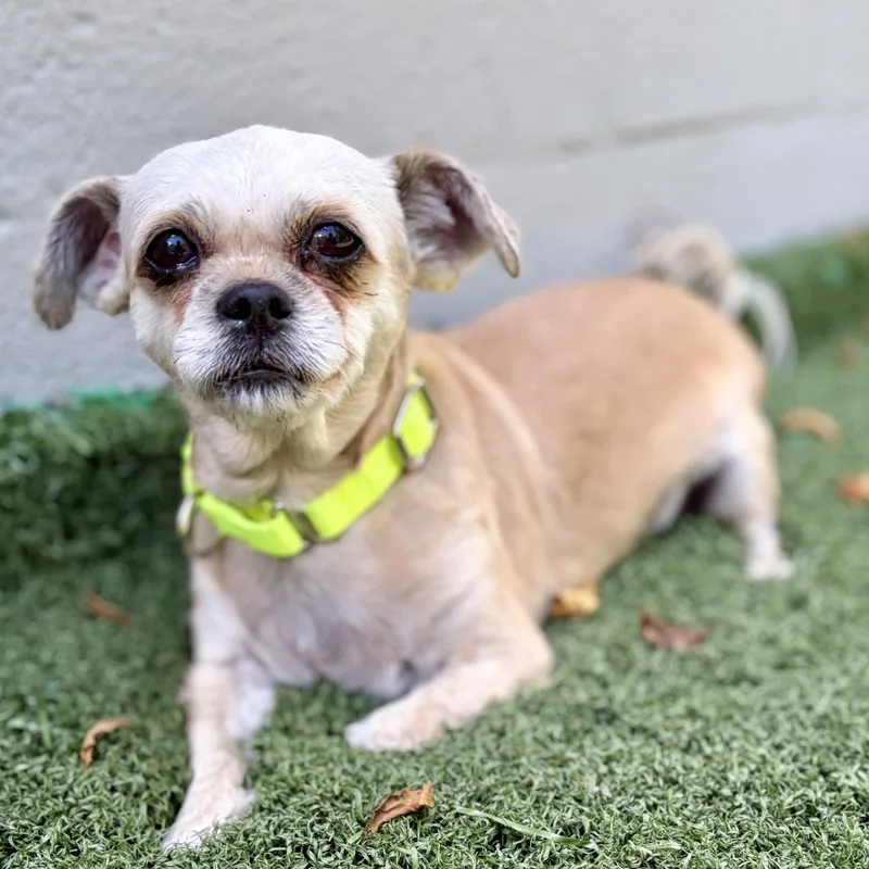 An adult small-sized female Shih Tzu dog named Stella for adoption in Whitehall, PA