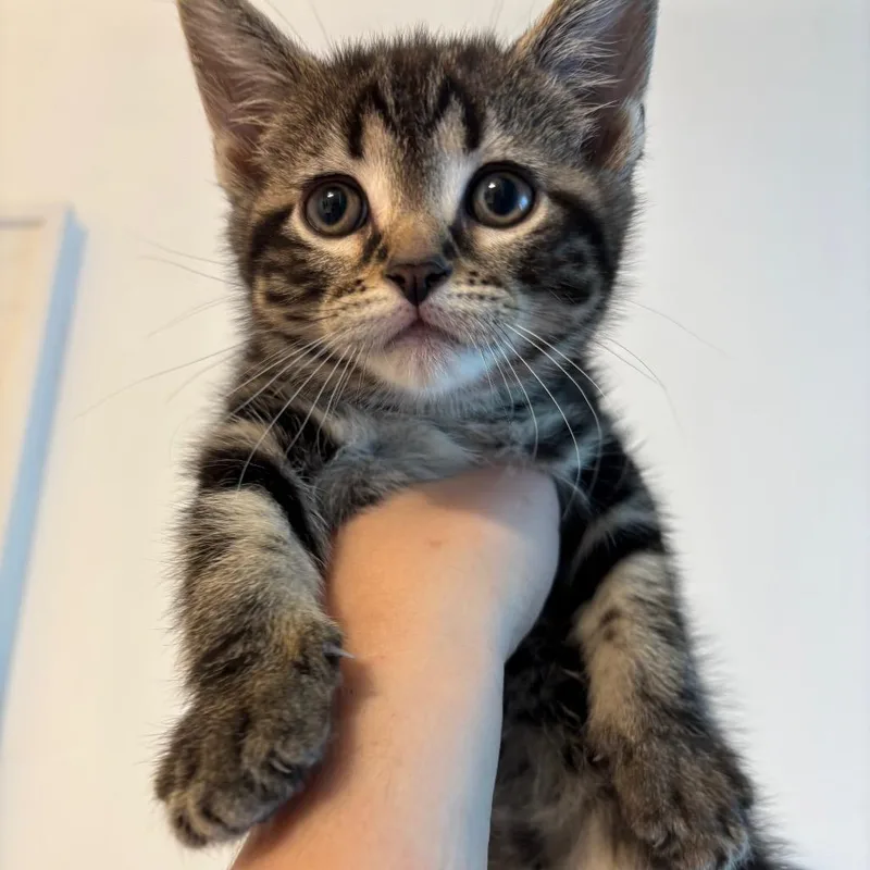 A baby small-sized male Black Domestic Short Hair cat named Fynn for adoption in Johnstown, PA