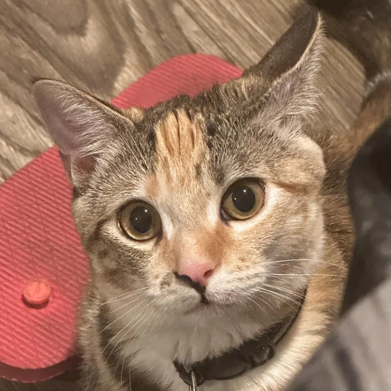 A young medium-sized female Calico Domestic Short Hair cat named Cinnamon for adoption in Columbus, GA