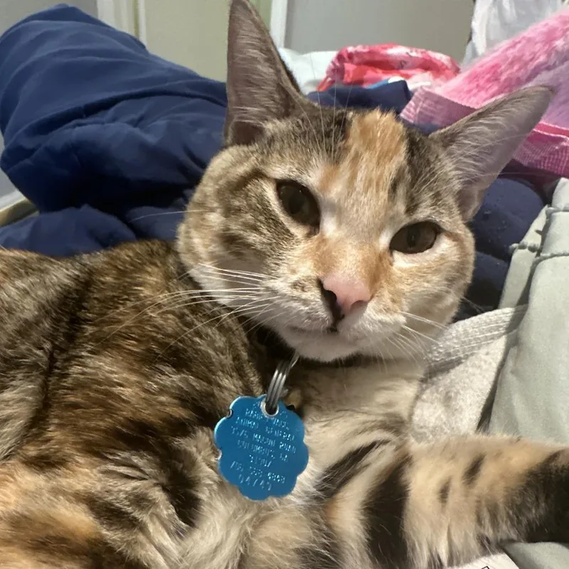 Cinnamon thumbnail 2
