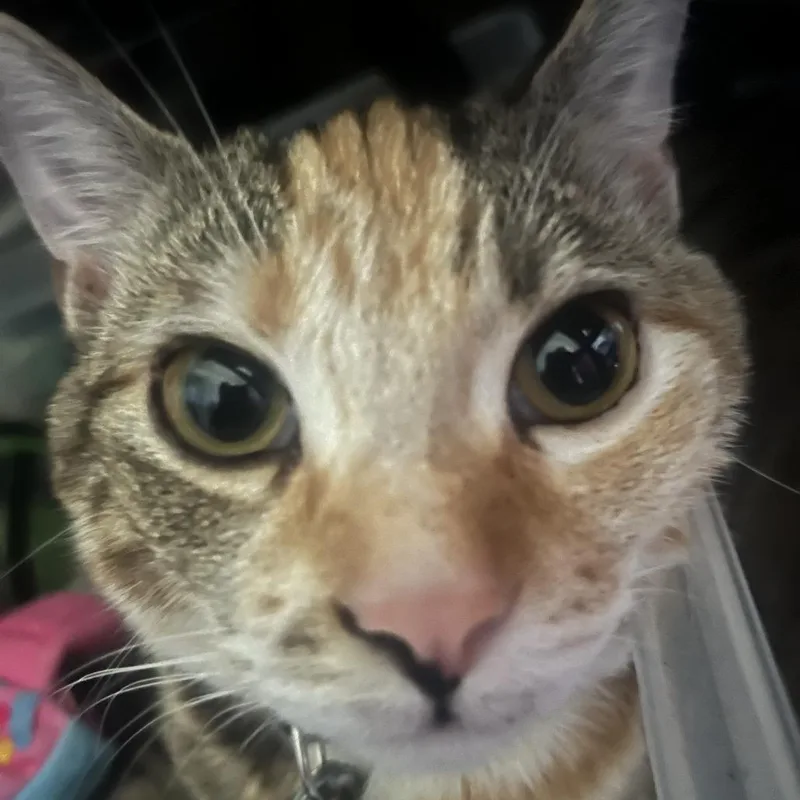 Cinnamon thumbnail 3