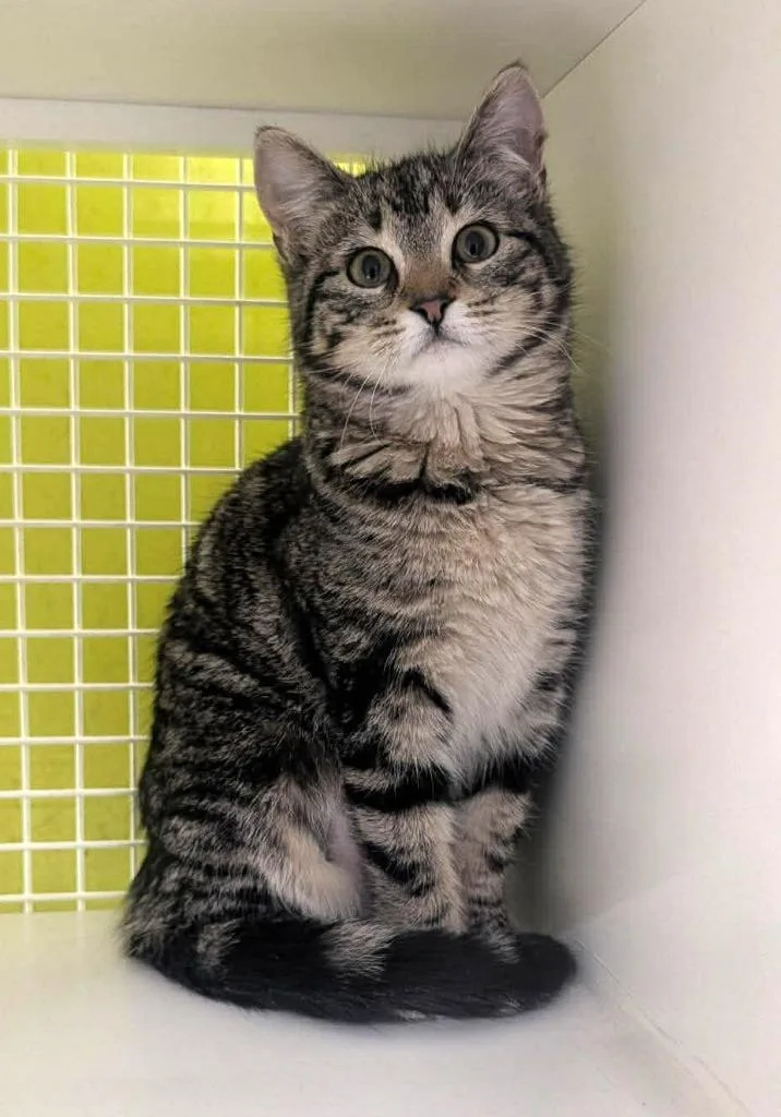 A young medium-sized female Domestic Short Hair cat named Cami for adoption in Ogden, UT