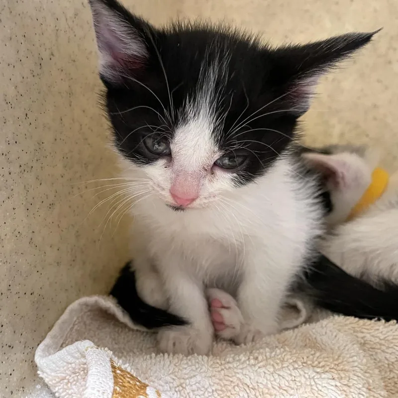 A baby small-sized female White Domestic Short Hair cat named Nick Wilde for adoption in Pasadena, CA