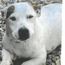 A young medium-sized male White / Cream Mixed Breed dog named Waltz for adoption in West Palm Beach, FL