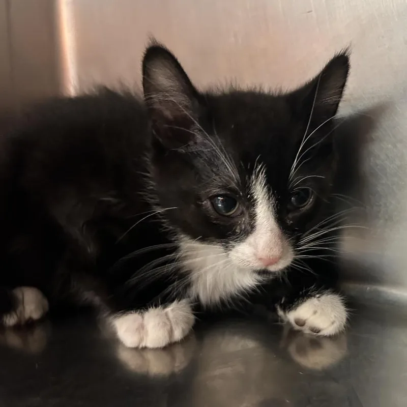 A baby small-sized male Black Domestic Short Hair cat named Velcro for adoption in St Joseph, MO