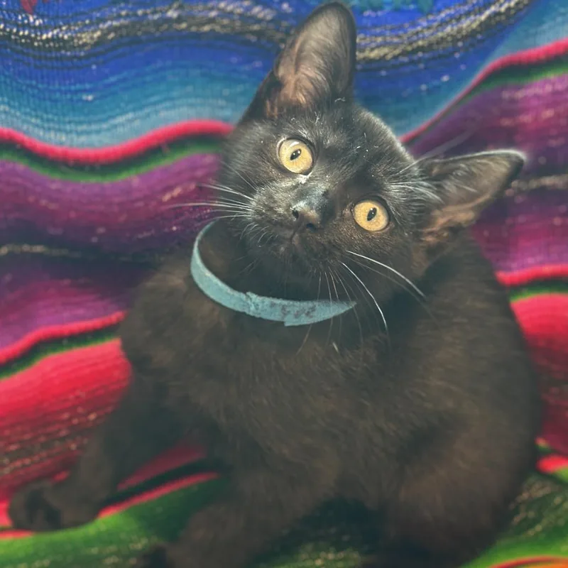 A baby small-sized female Black Domestic Short Hair cat named Fee for adoption in Matteson, IL