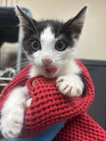A baby small-sized male Domestic Short Hair cat named Bam bam for adoption in Honolulu, HI
