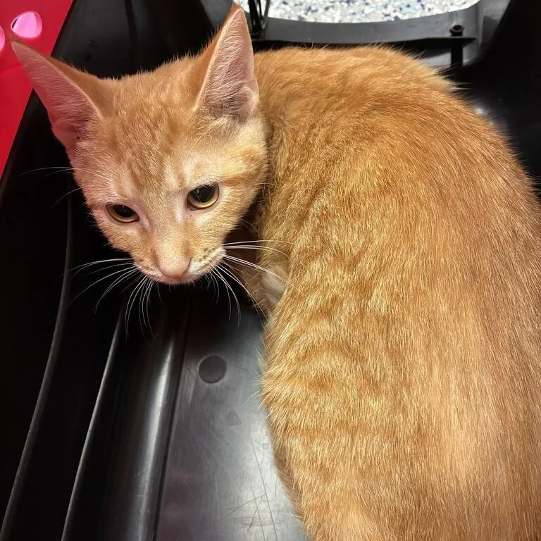 A baby small-sized female Orange / Red Domestic Short Hair cat named Lychee for adoption in Dayton, OH
