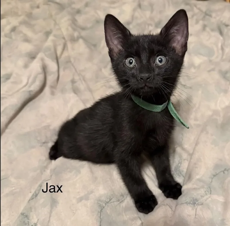Jax thumbnail 2