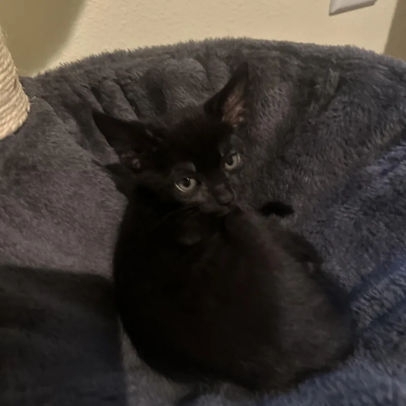 A baby medium-sized male Black Bombay cat named Rocket for adoption in Woodinville, WA