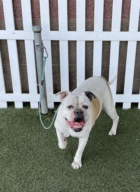 An adult large-sized female American Bulldog dog named A for adoption in Modesto, CA
