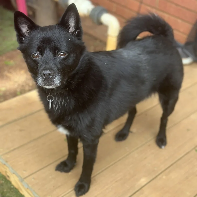 A senior small-sized female Pomeranian dog named Fiona for adoption in Garland, TX