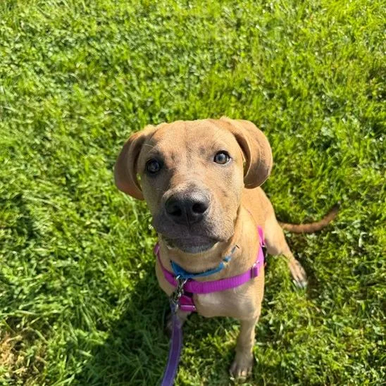 A young medium-sized female Yellow / Tan / Blond / Fawn Labrador Retriever dog named Sammi for adoption in South Elgin, IL