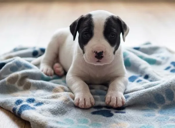 A baby medium-sized male Labrador Retriever dog named Jax for adoption in Crown Point, IN