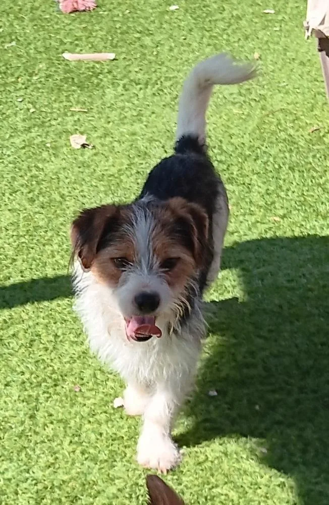 A young small-sized male Terrier dog named Allie Goofy for adoption in Fort Lupton, CO