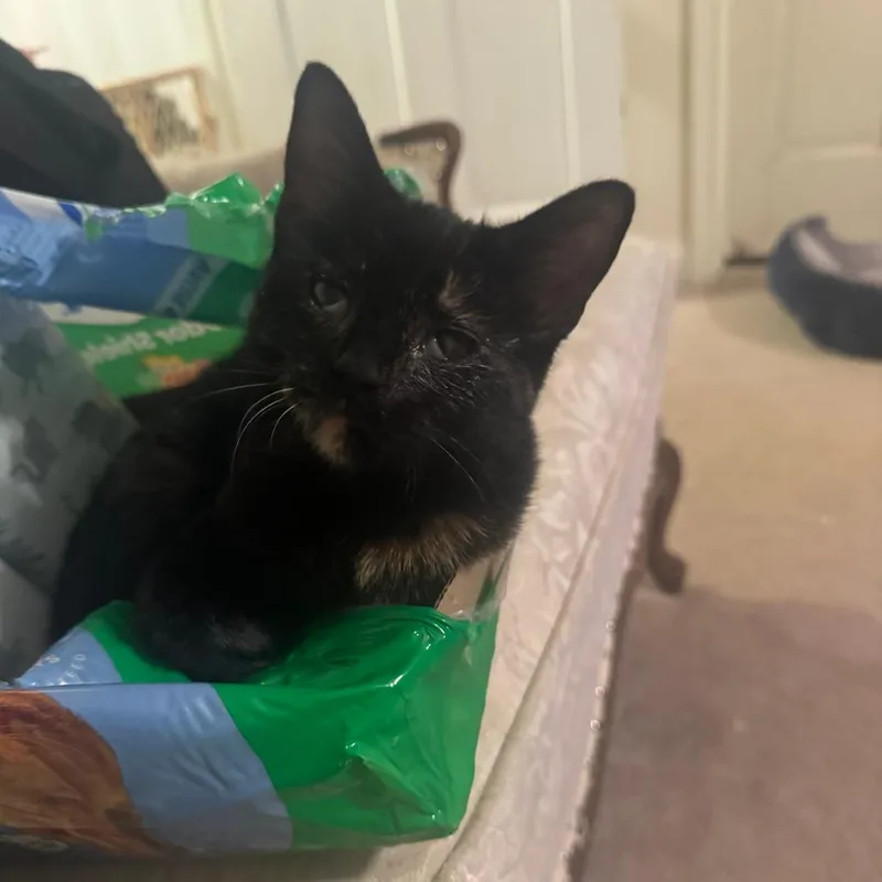 A baby small-sized female Tortoiseshell Domestic Short Hair cat named Ink Blot for adoption in Lynchburg, VA