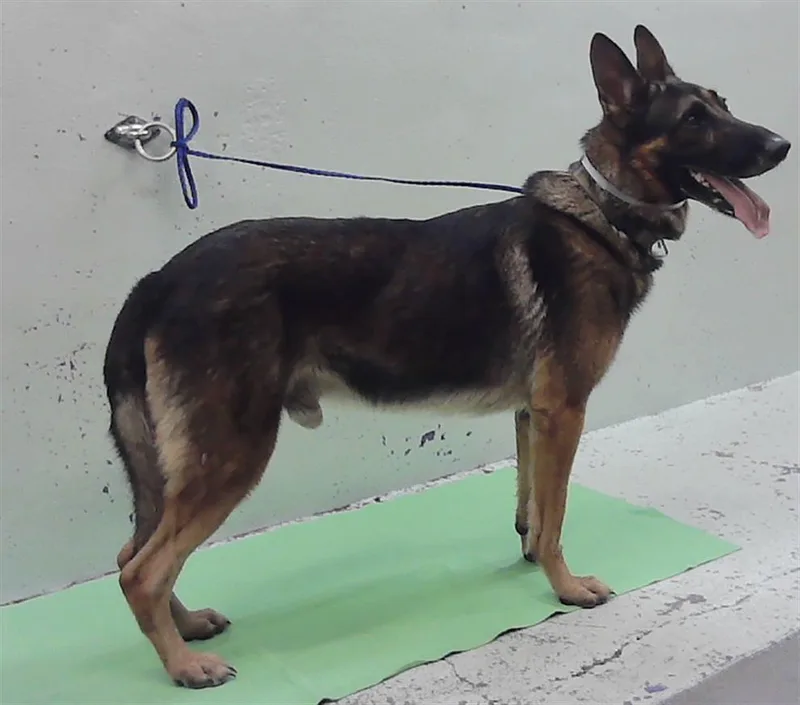 An adult large-sized male German Shepherd Dog dog named Chase for adoption in Houston, TX