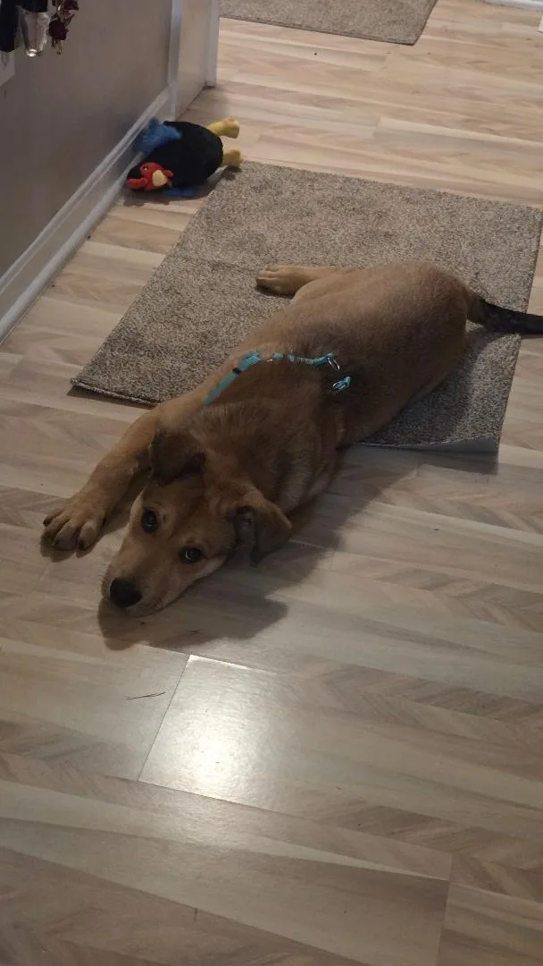 Biscuit