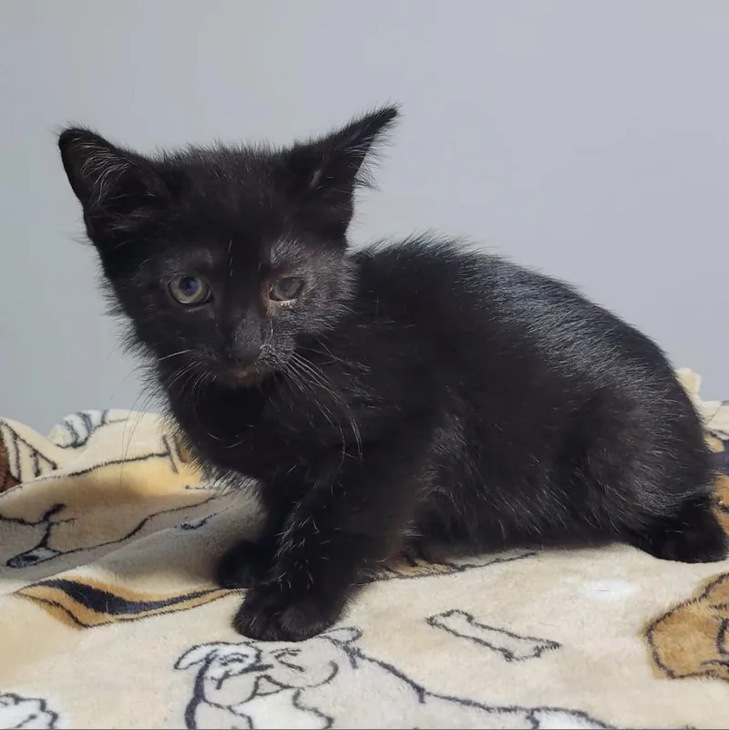 An adult small-sized male Black Domestic Short Hair cat named Winnie for adoption in Wappingers Falls, NY
